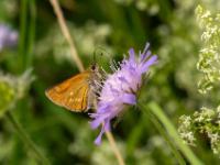 Rostfarbiger Dickkopffalter